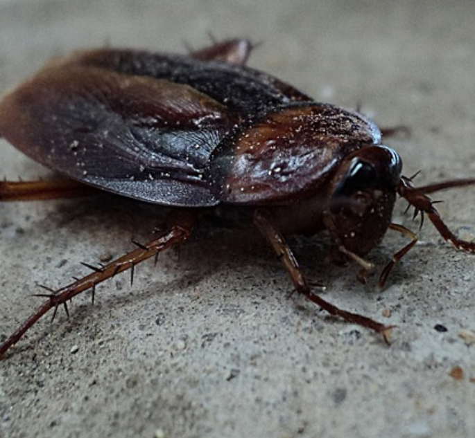 cockroache pest control
