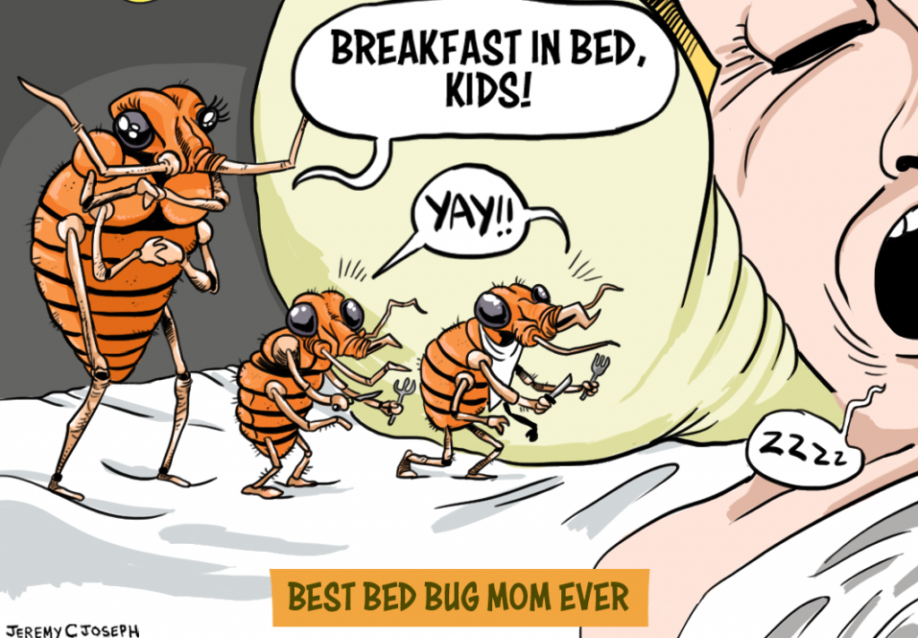 cartoon bed bugs winnipeg