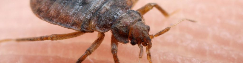 bedbug exterminator winnipeg