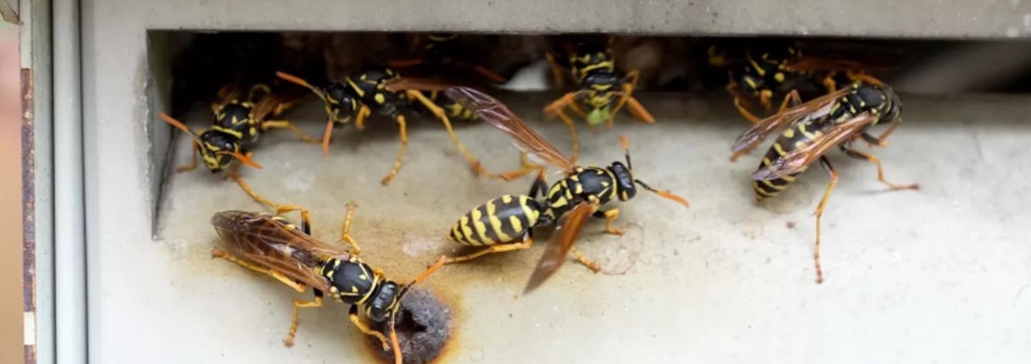 wasps removal winnipeg