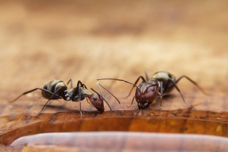 ants in manitoba
