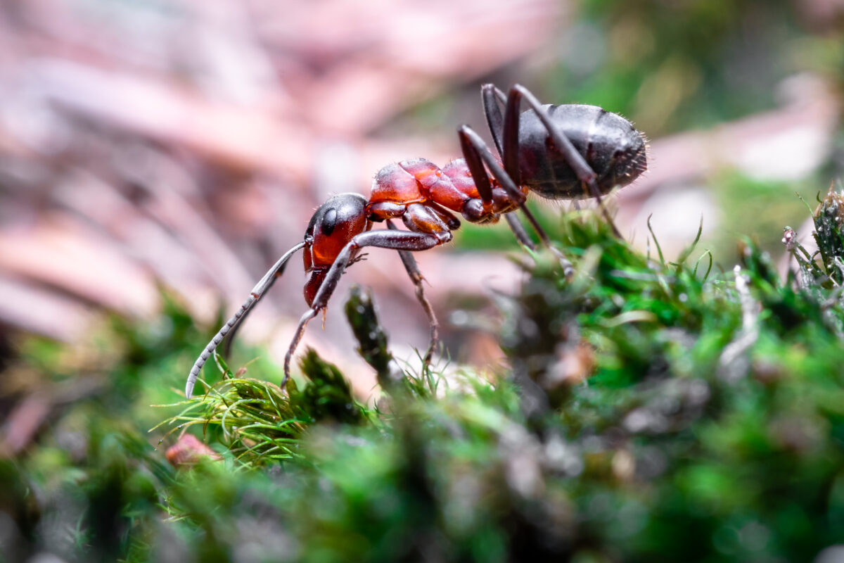 ants winnipeg