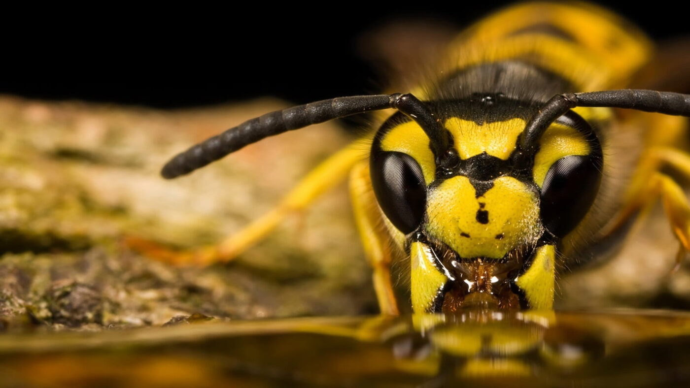 wasps combat pest control
