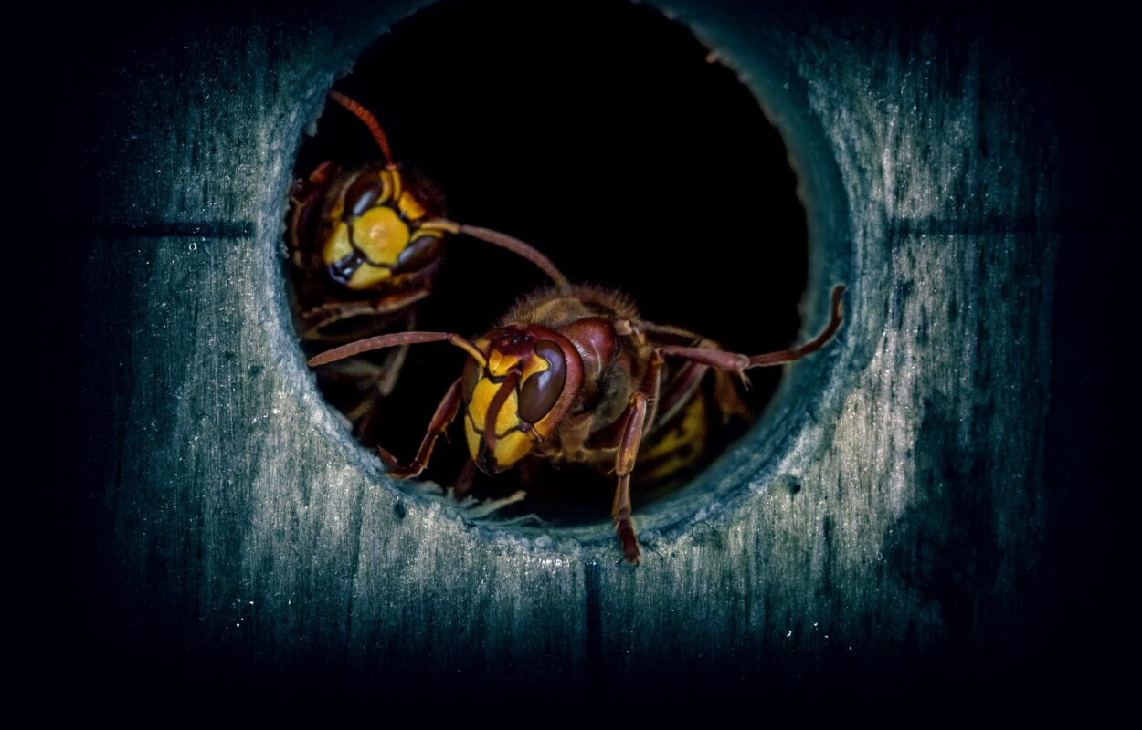 wasps control winnipeg
